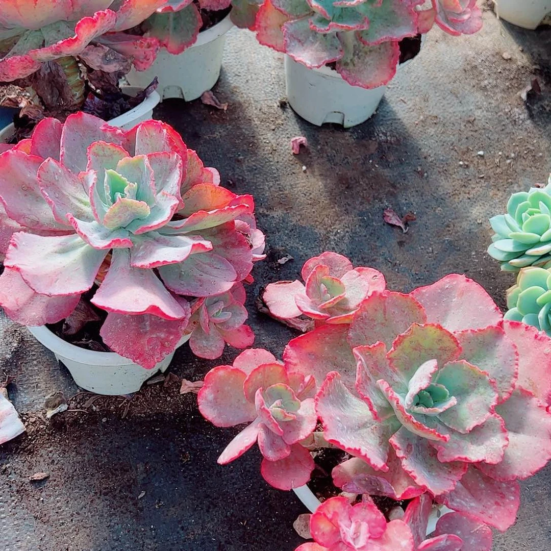 舞会红裙多头群生老桩