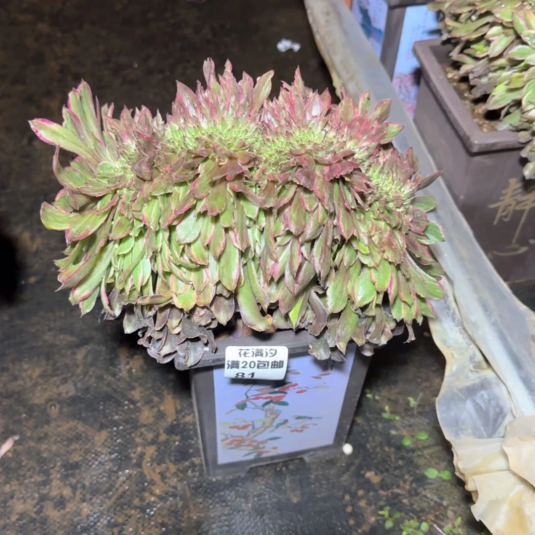 粉黛缀多肉植物81