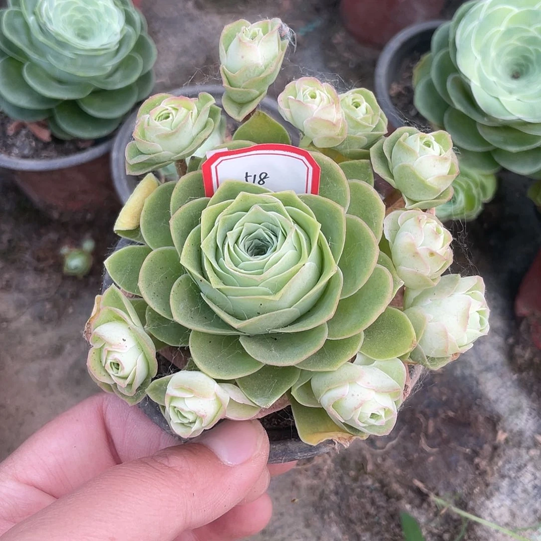 逸**儿山地玫瑰多肉 518