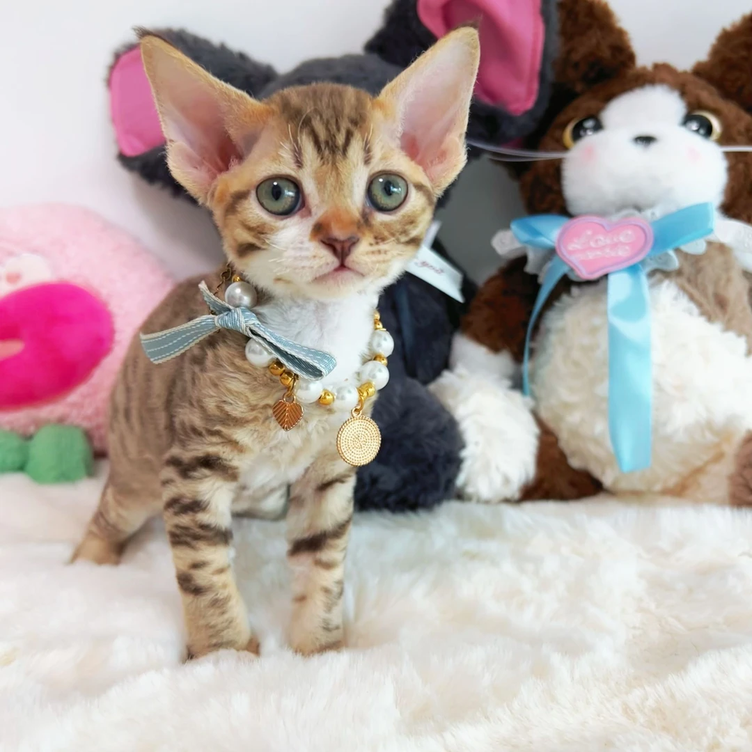 【阿波罗家】芝士—虎斑米奇妹妹6.2