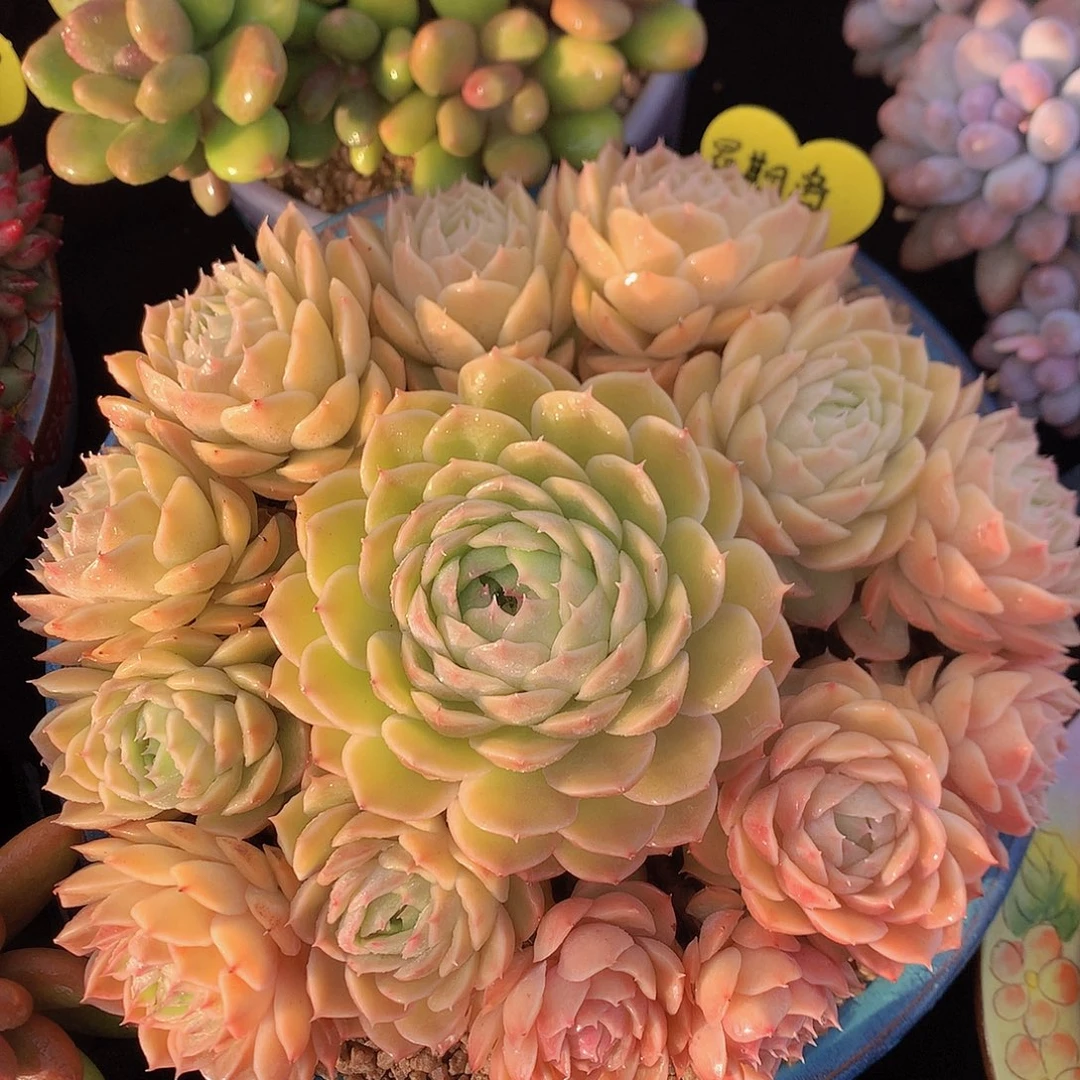 昂斯诺多肉一物一拍