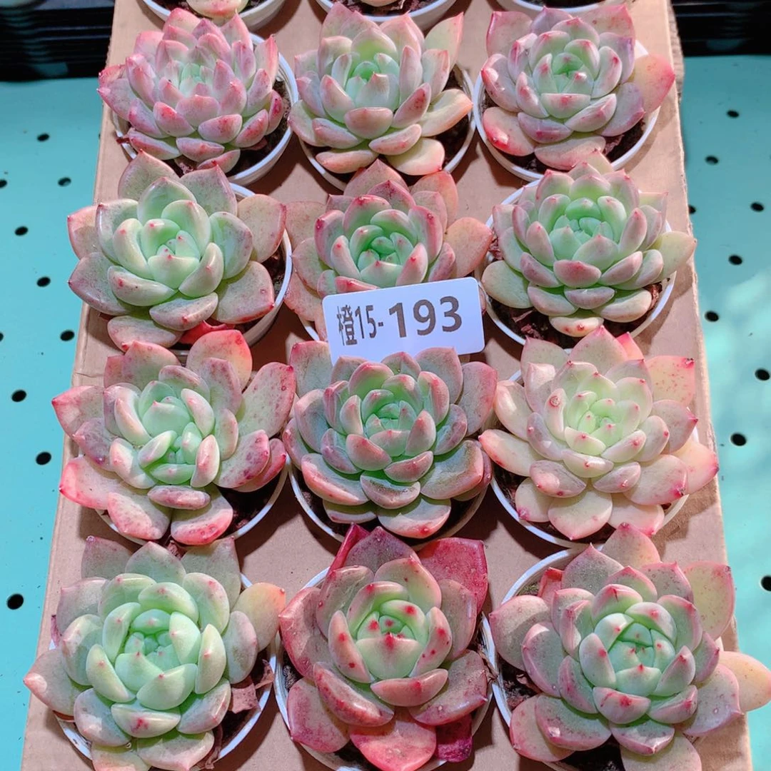 15-193一物一拍多肉带盆18 颗