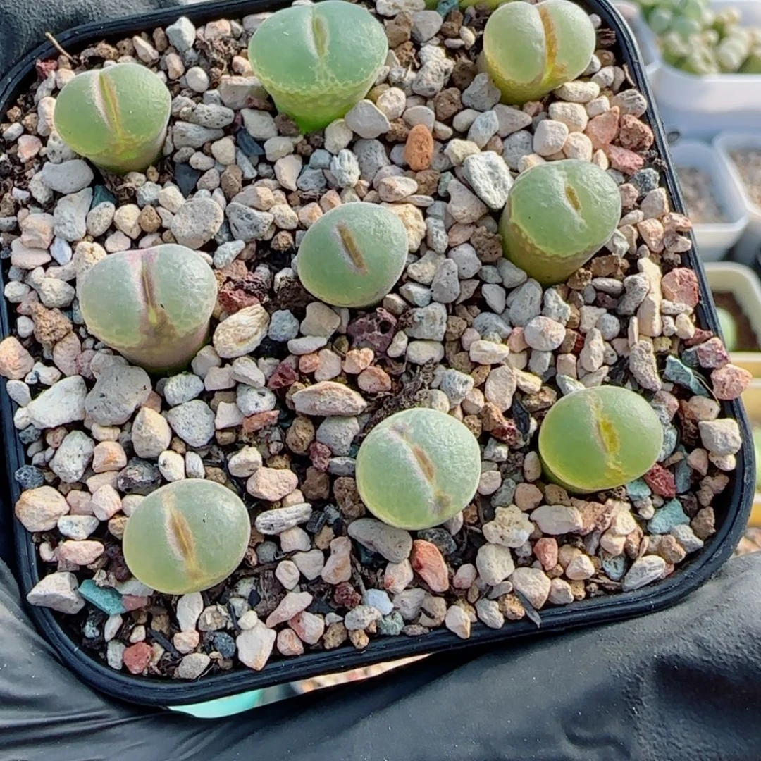 多肉植物粉女一组19号