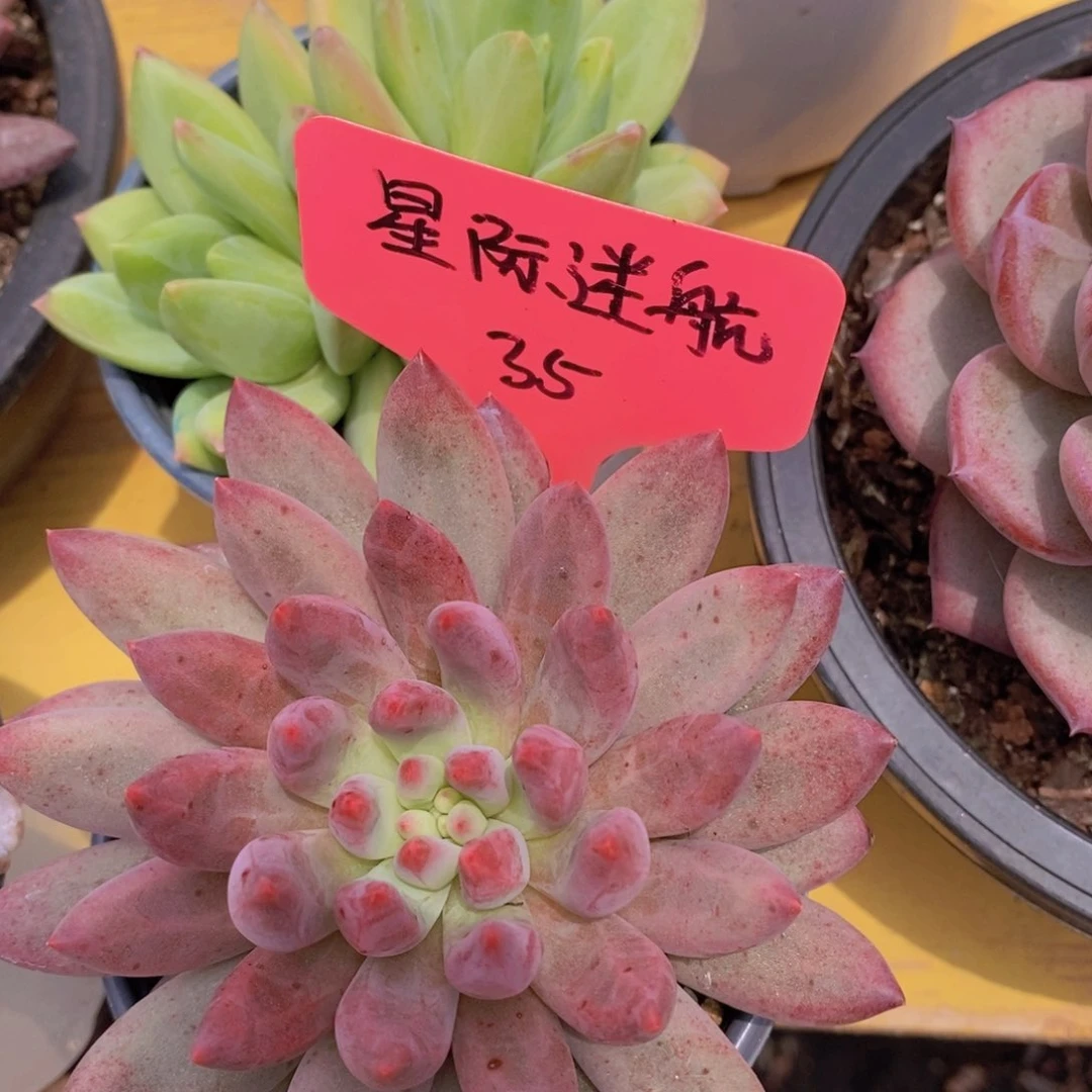 开心多肉一物一拍，专场666