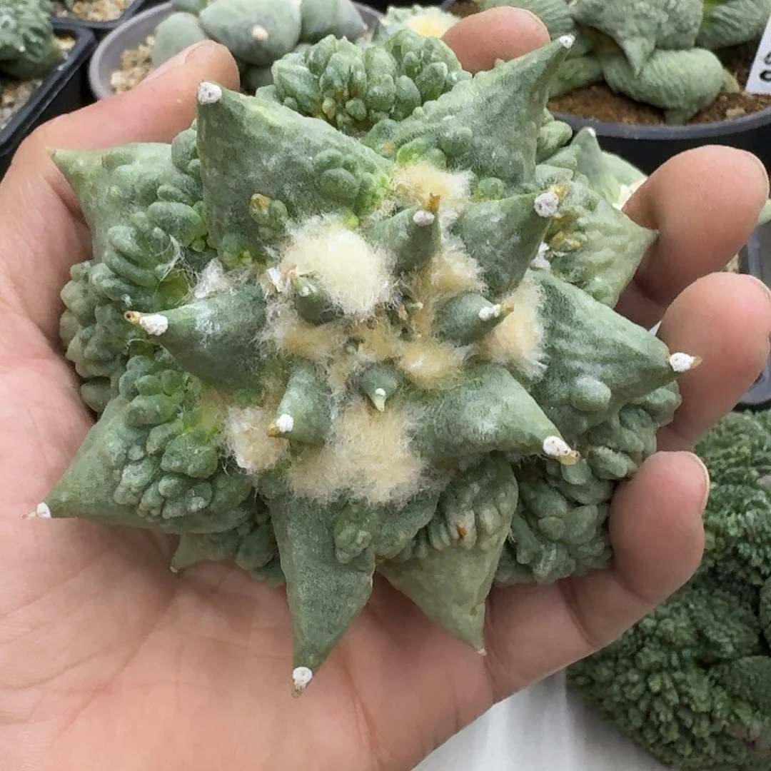 自根怒涛牡丹，萝卜腿