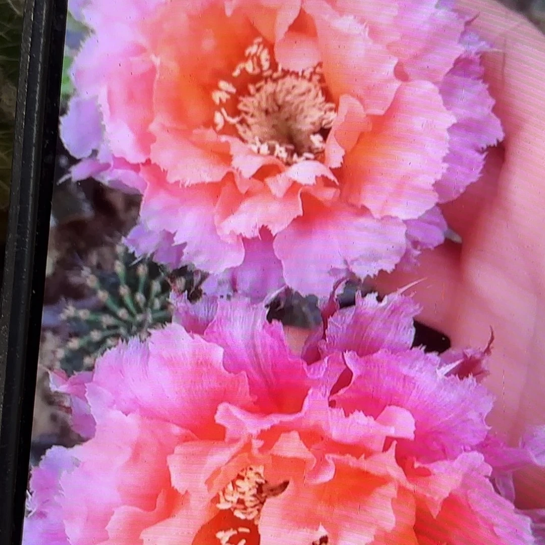 062彩瑕疵干皮侧牙20包邮