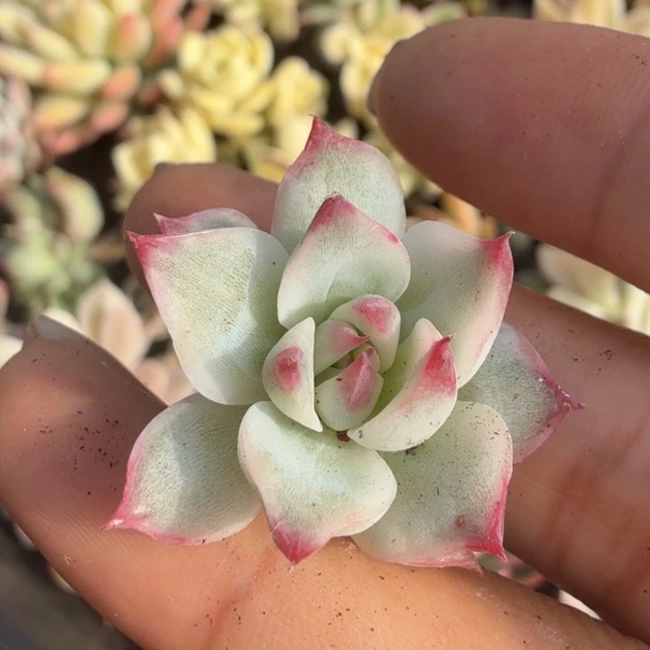 一颗多肉锦多肉锦d r jin