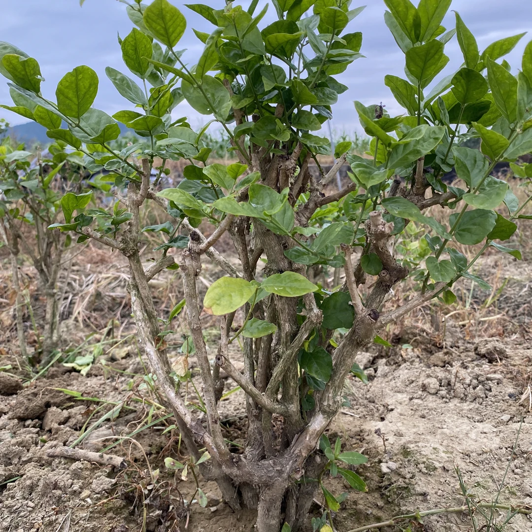 广西横县重瓣茉莉花盆栽7-8年老桩-基地直发花期4-10月