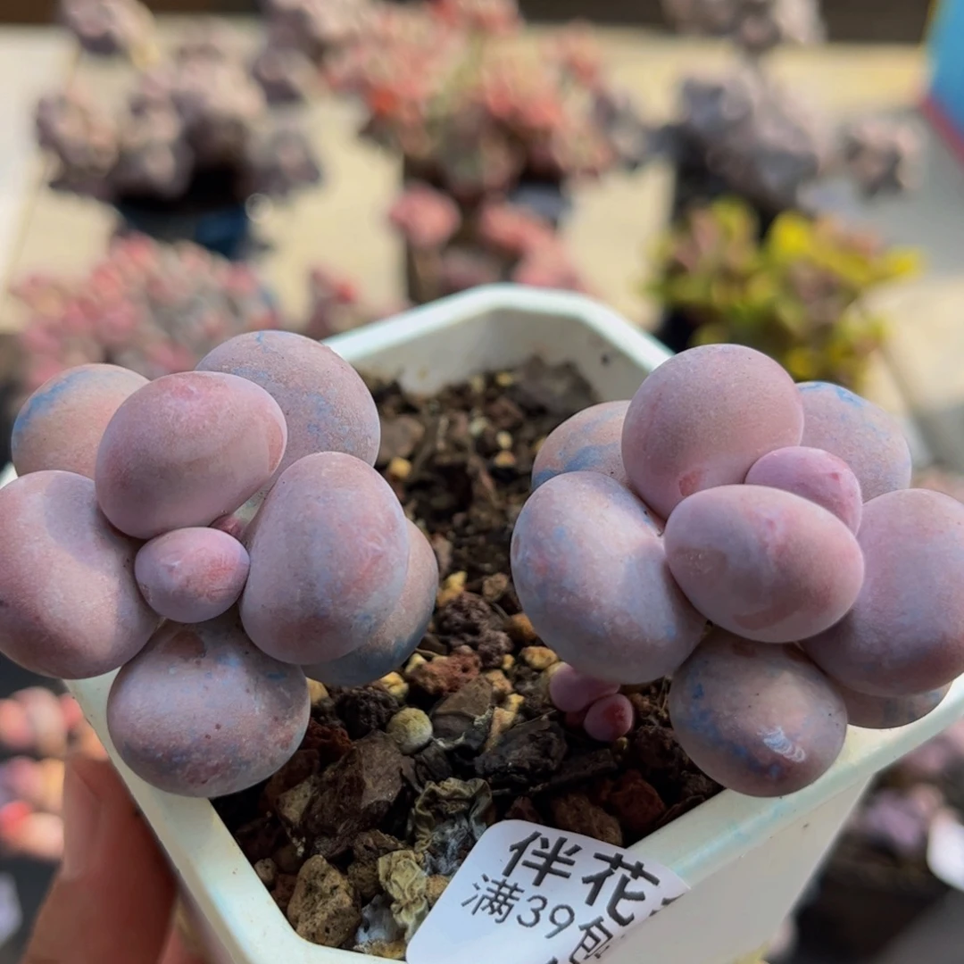 985/6vm蛋黄奶多肉植物