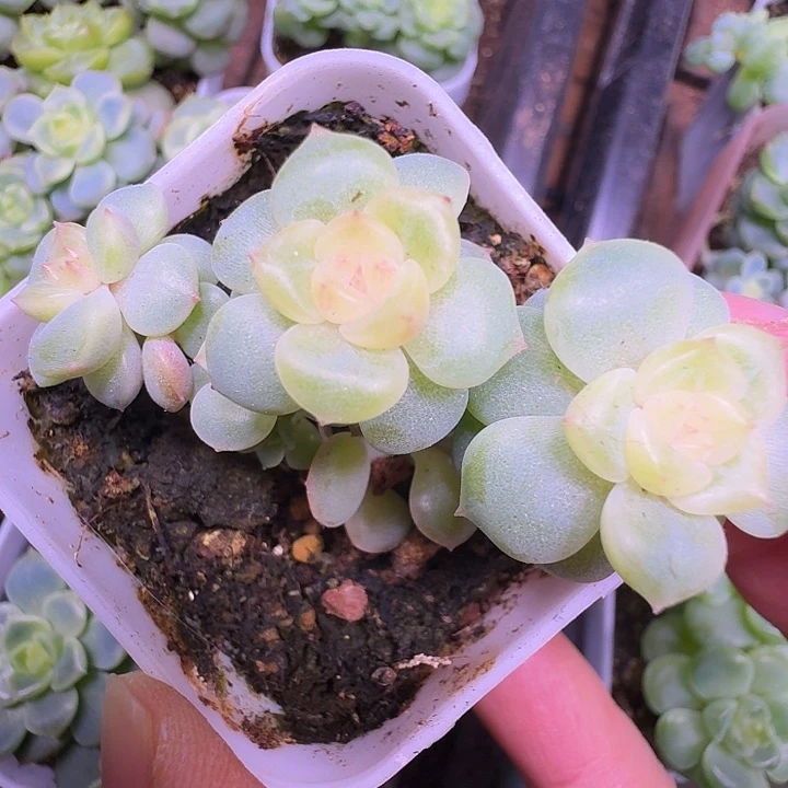 荔枝甜心5头小树福利