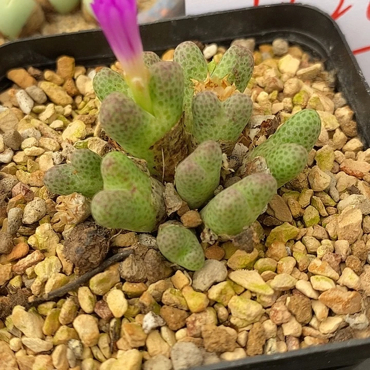 1828斑马955D母本一群。