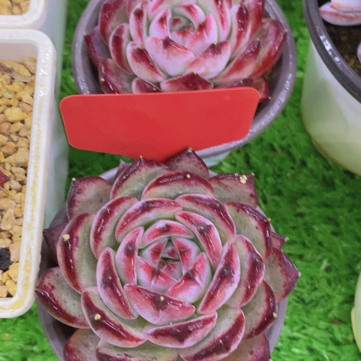 多肉植物，开心多肉