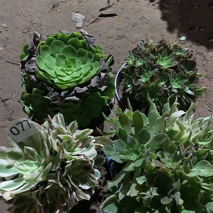 无花朵077四颗多肉植物组合晚