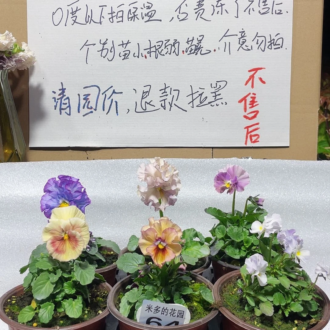 大部分花苞少量开放64