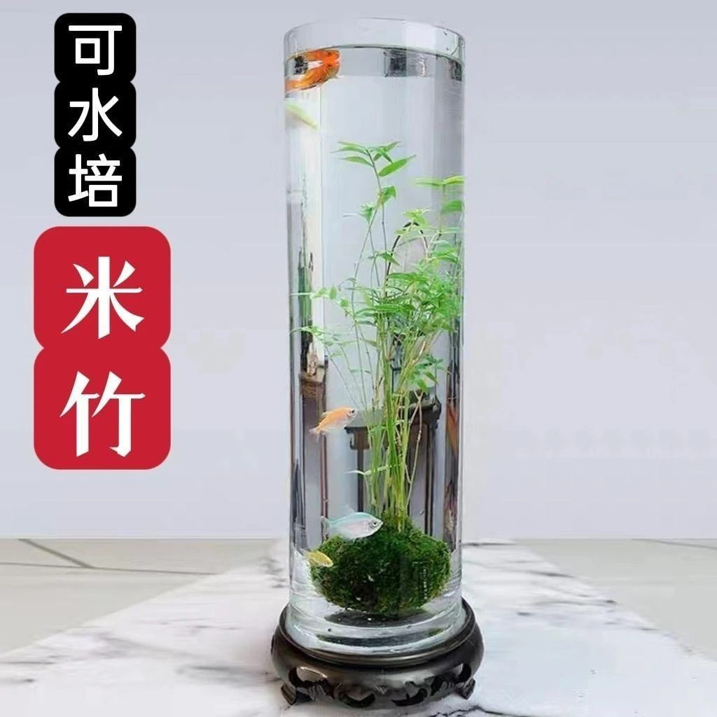 室内水养绿植盆栽室内绿植盆栽室内绿植盆栽室内水培植物茶室盆景
