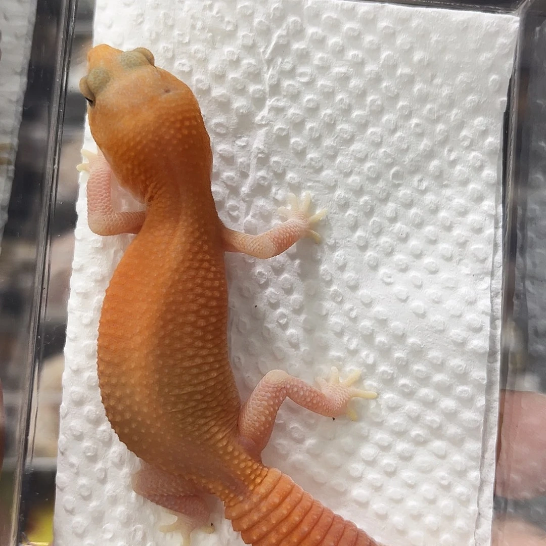 橘白无纹隐66奥利奥 妹妹