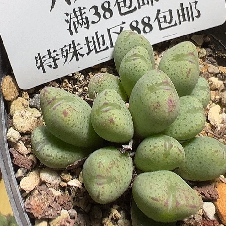 885号特价少将多肉植物
