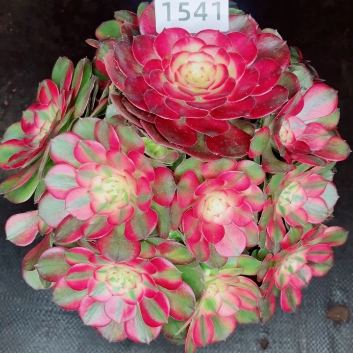 红荔枝特价多肉发货