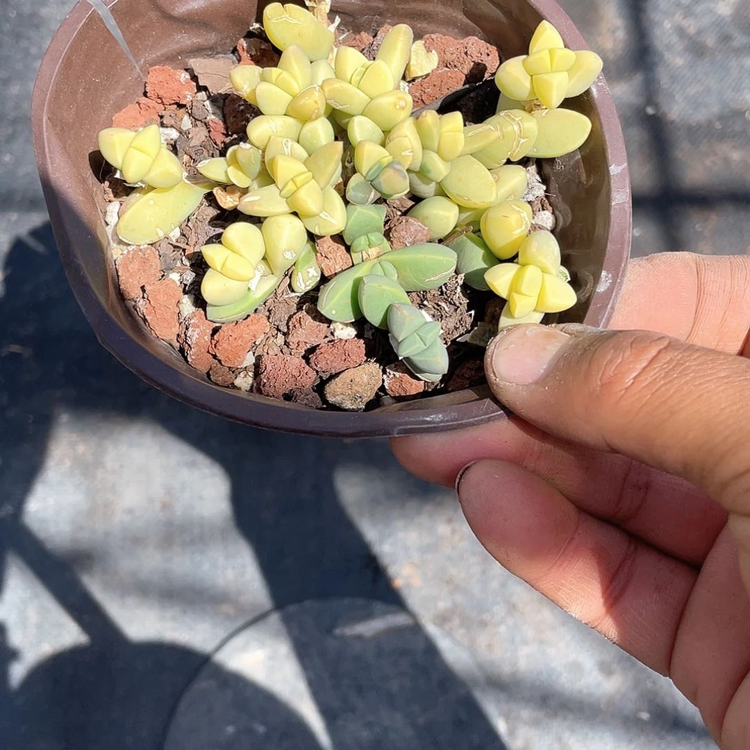 一*鹿角海棠锦带盆发货