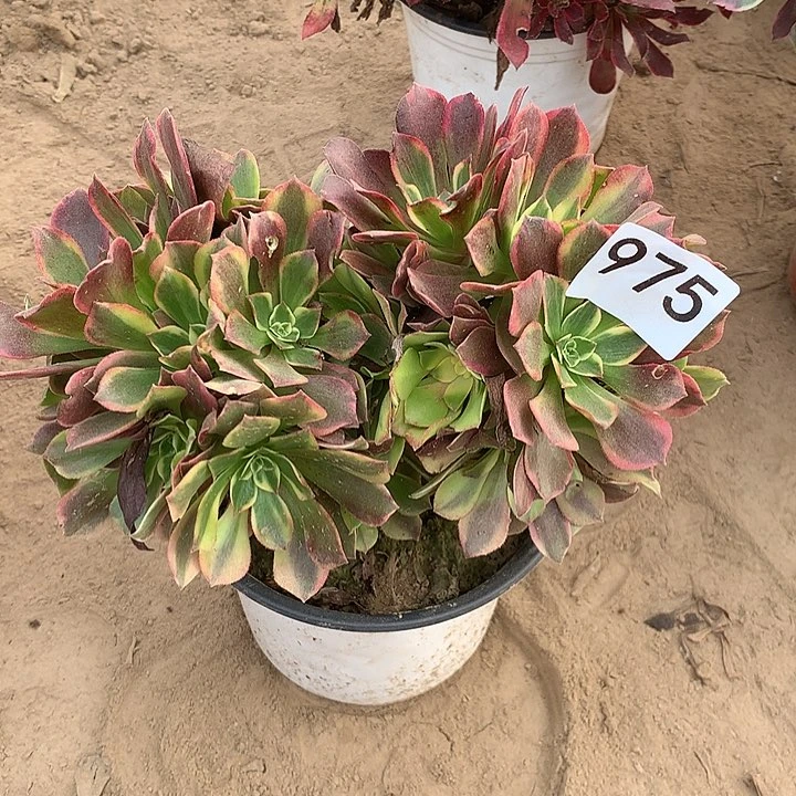 无花朵975金丝缺中