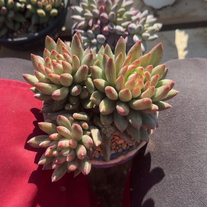 绿体虞美人群生五十包邮