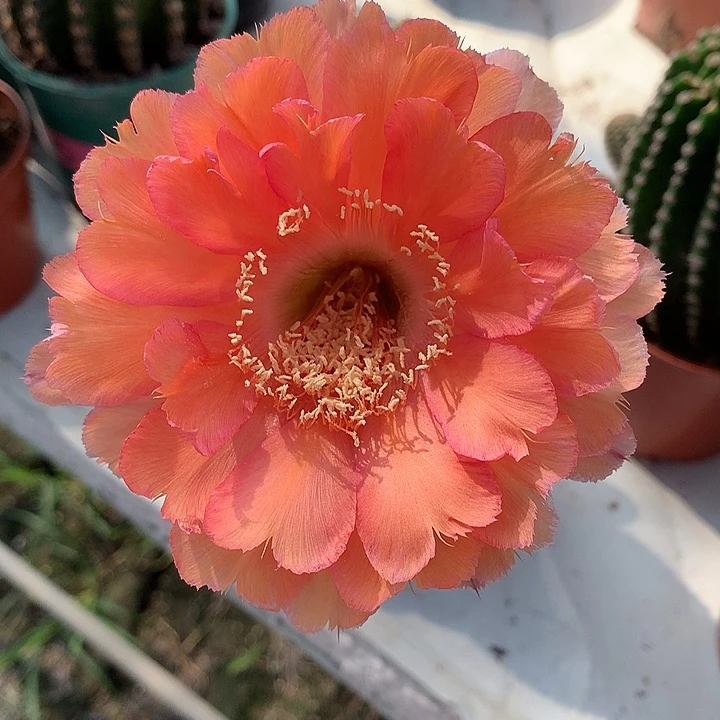 无花朵彩草 自根 爱心花瓣