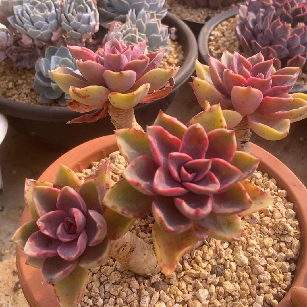 紫气东来有砍多肉多肉