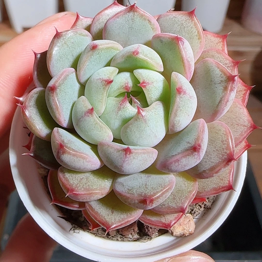 1109-----328粉和锦