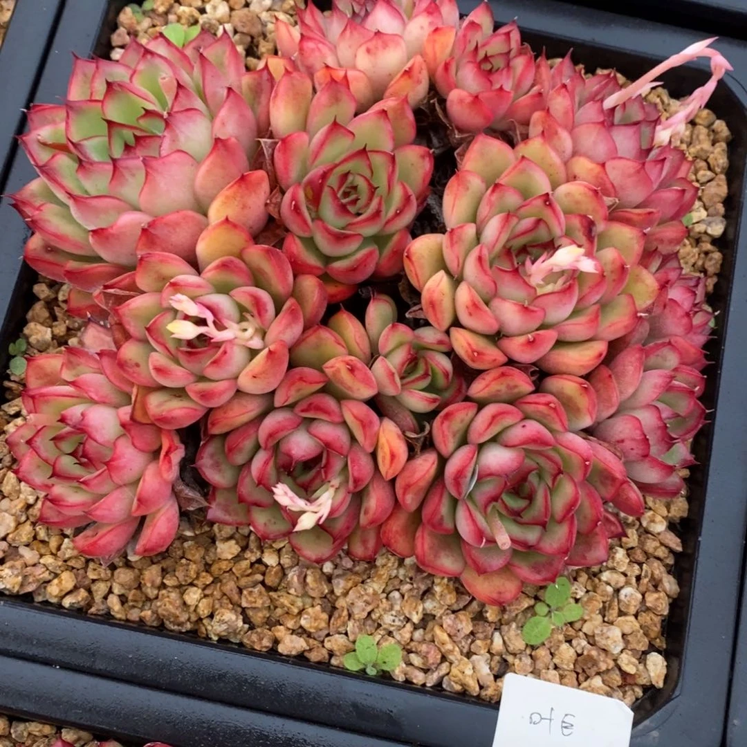 荷花大群老桩好看