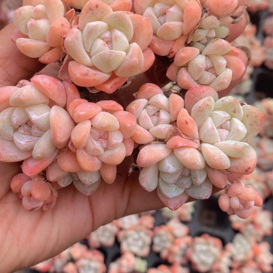 （1元包邮满18发货快有赠品）冰玉4头 3-4cm 数量有限