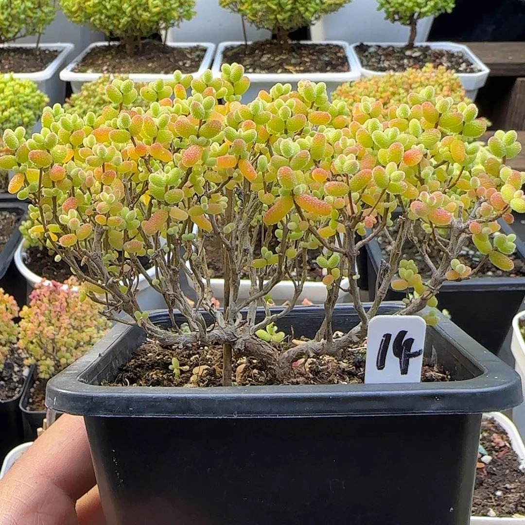 颜***七金桔糖球一物一拍