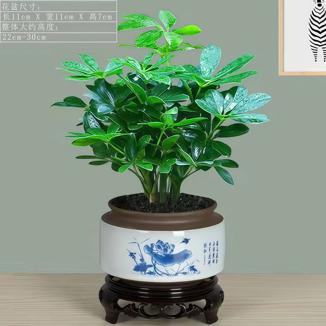 精选来财小盆栽招财树室内好养花卉水培招财转运客厅植株幸福树