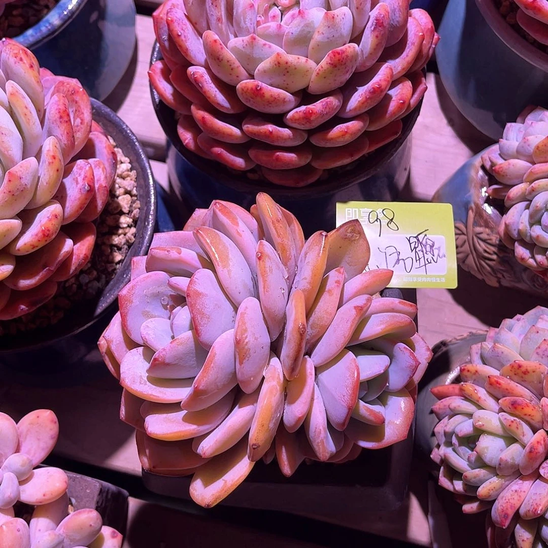 心**愿奶茶双头一颗