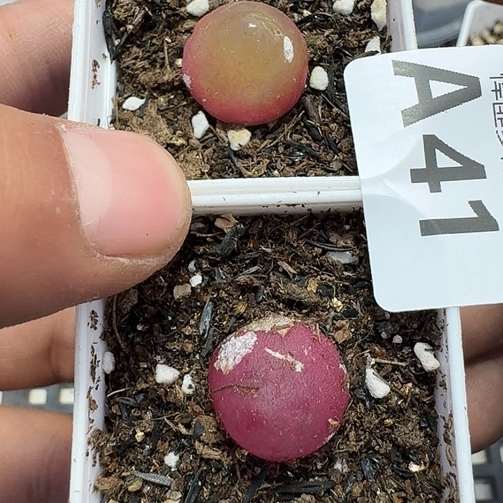 41 多肉植物多肉植物