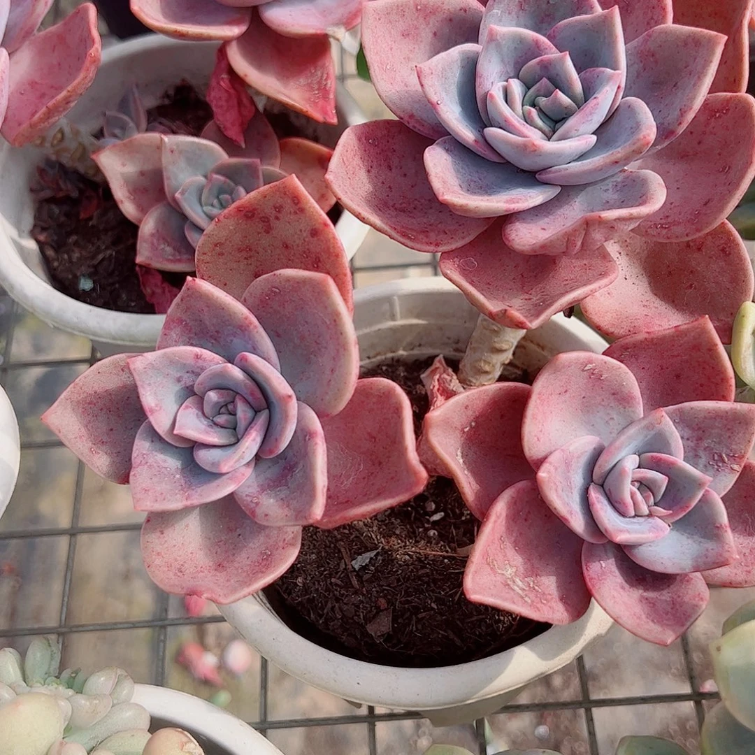 旭贺双头起发精品特价