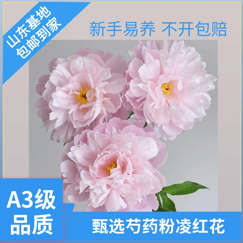 A3级【粉凌红花】芍药鲜切花山东菏泽基地鲜切现发水培插花新手易养