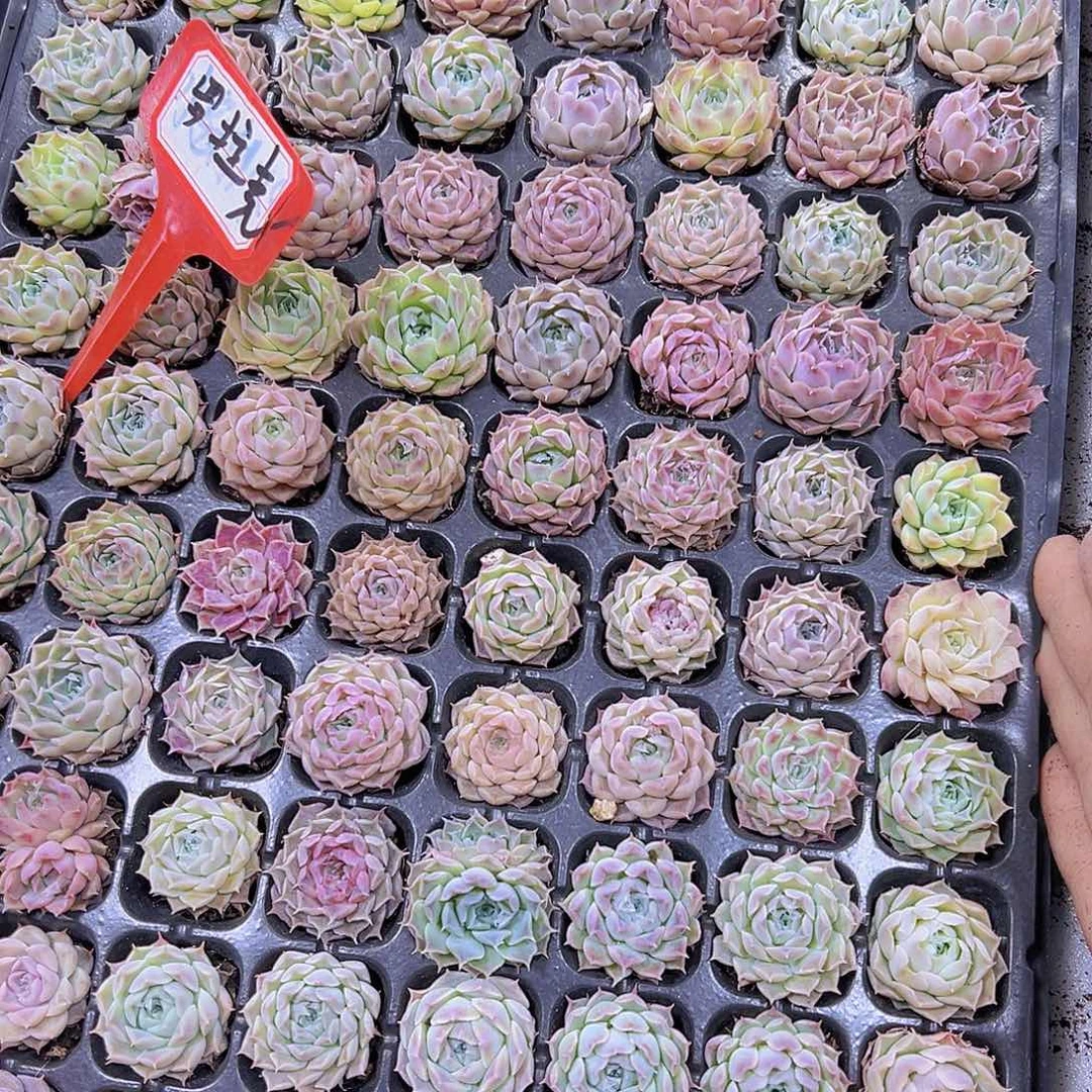 罗拉克3个19包邮