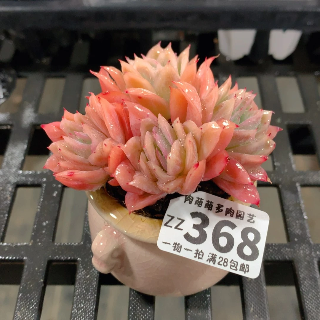 肉萌萌拇指盆精控多肉ZZ368