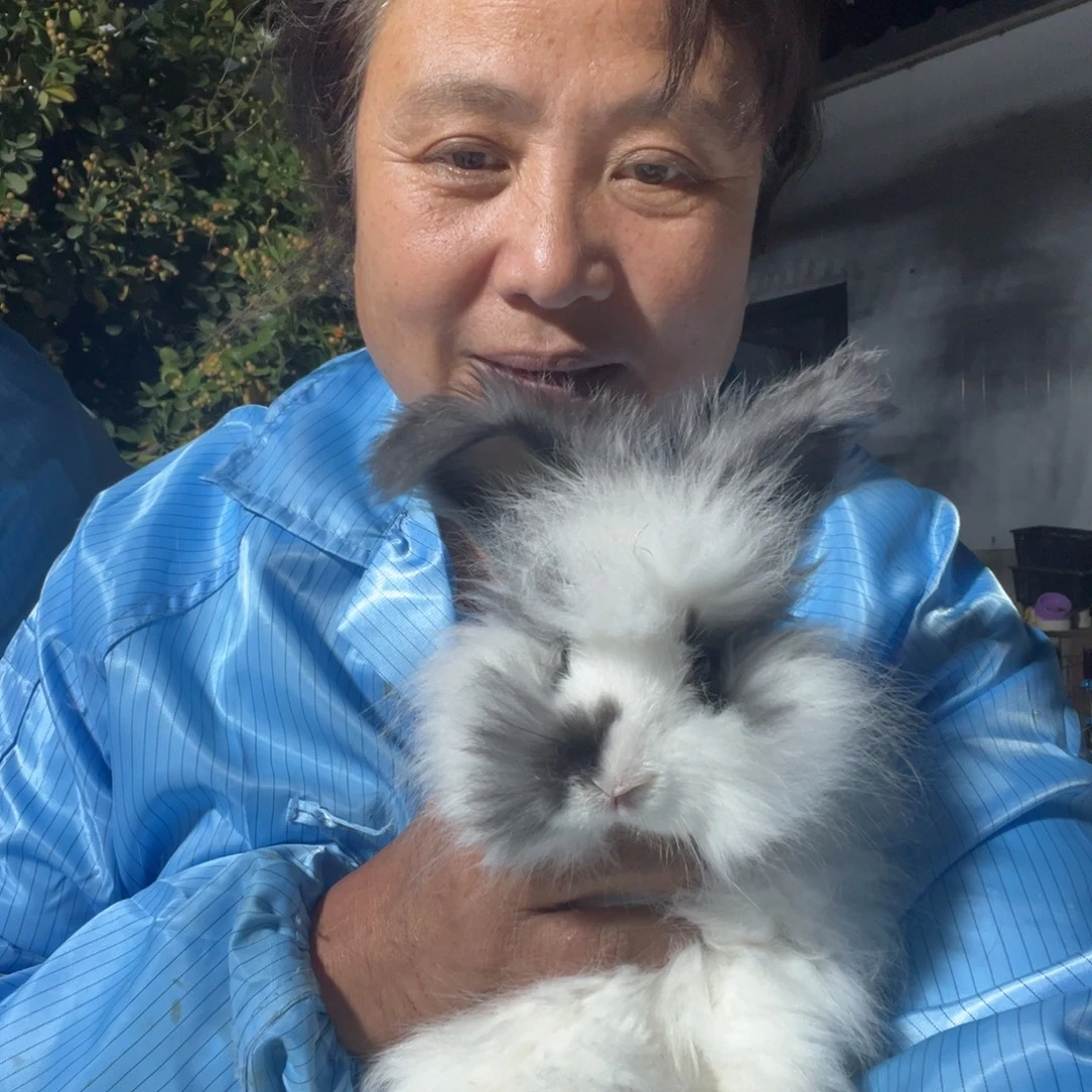 双血统英系安拉兔子