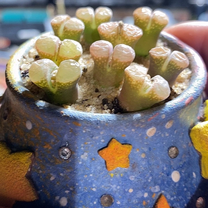 鲑鱼粉风铃一颗。