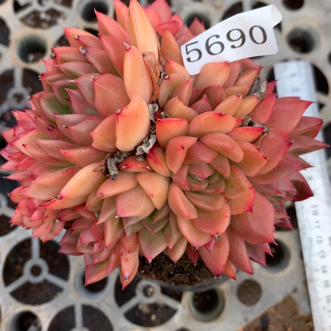 5690杂交精品基地11厘米