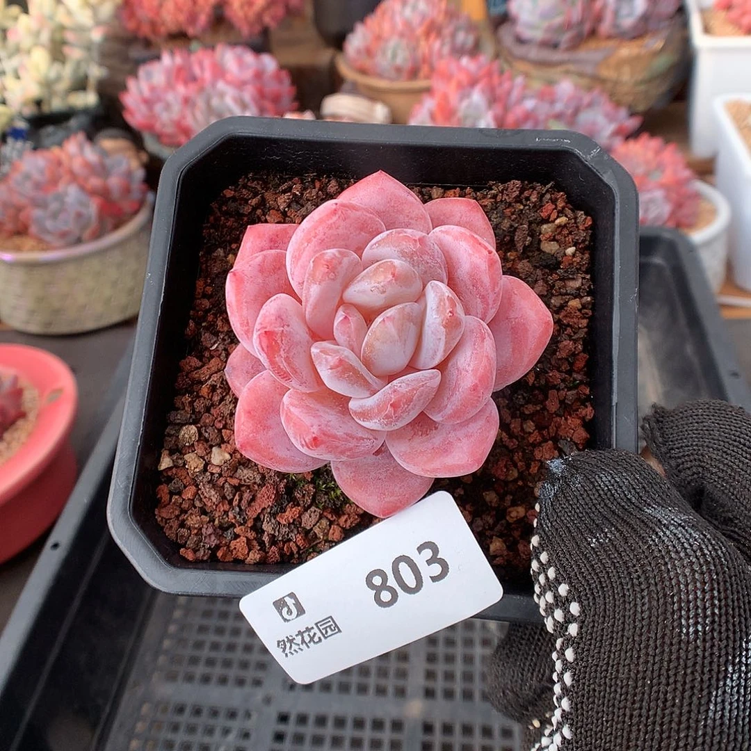 803雪天使多肉植物66666