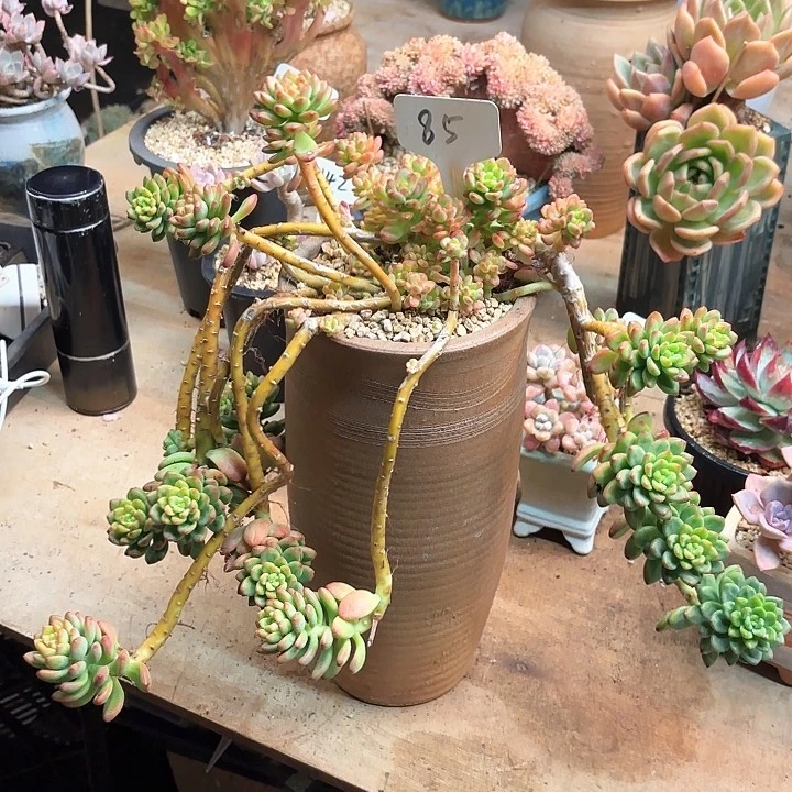 多肉植物，香格里拉85号