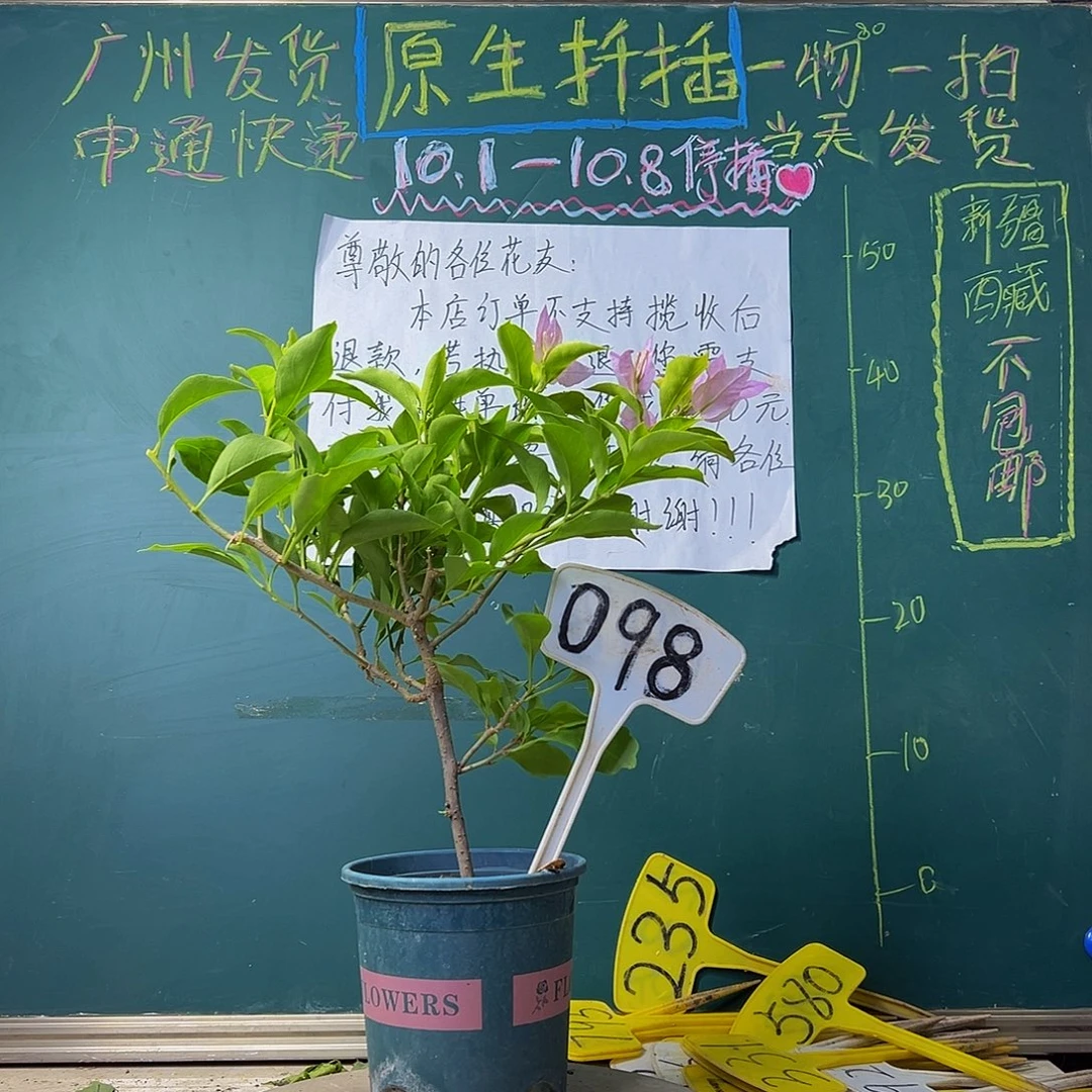 当前无花栽培后可以开花下播 金夫人098