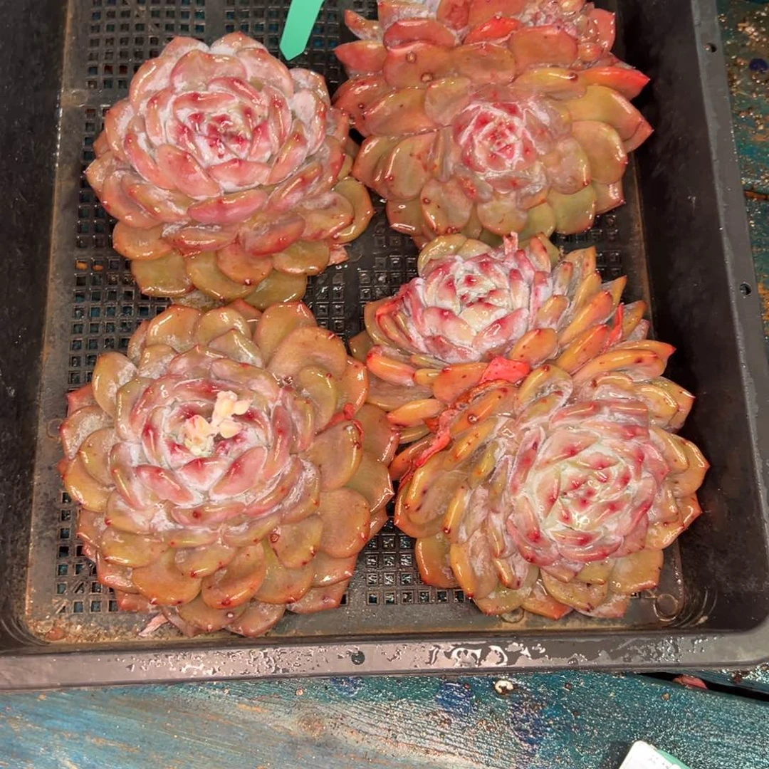 从前慢多肉精选编号0119.359