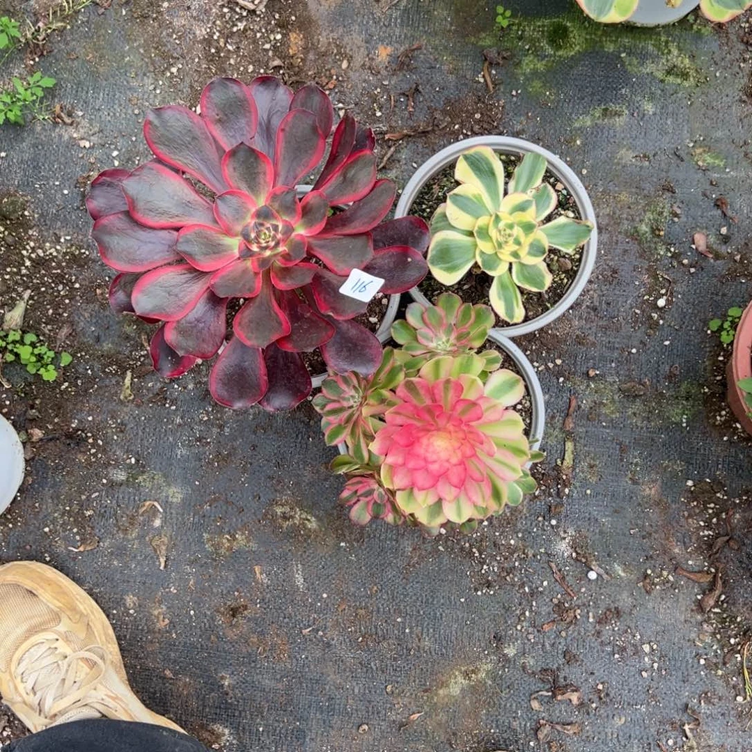 116三颗多肉植物紫