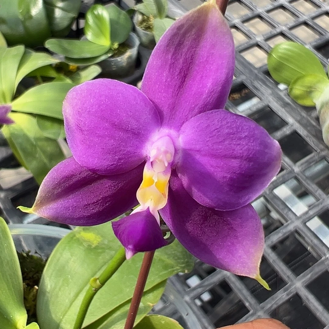 当前无花栽培后可以开花