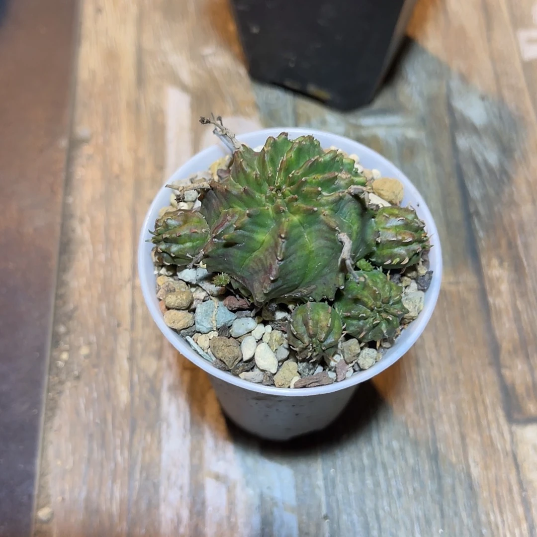 法利达大群一物一拍