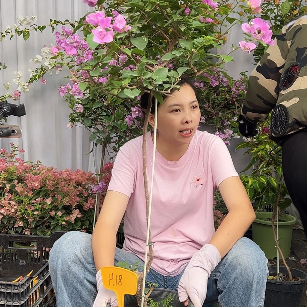 黑***g当前无花栽培后可以开花H18粉可爱