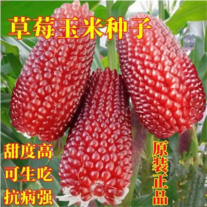 四季草莓菠萝玉米种子甜玉米种籽奶油玉米种子手指水果玉米种子